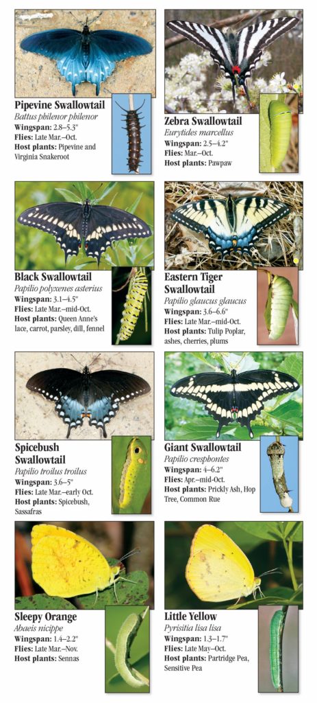 Butterflies of Arkansas – Quick Reference Publishing