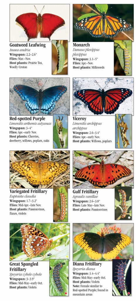 Butterflies of Arkansas – Quick Reference Publishing