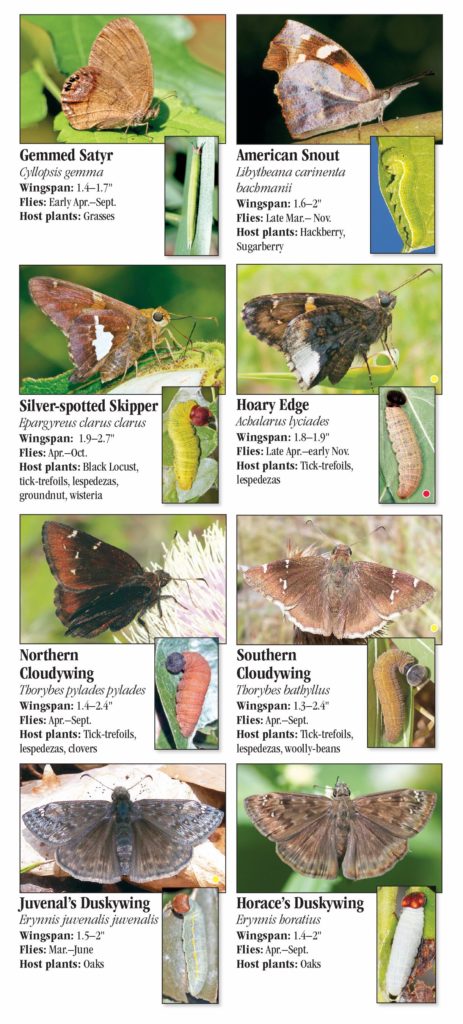 Butterflies of Arkansas – Quick Reference Publishing