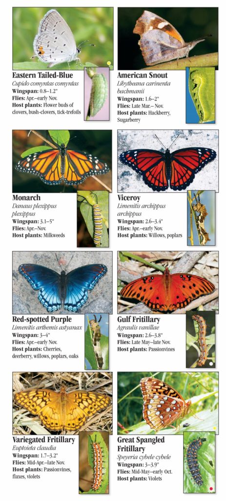 Butterflies of Missouri – Quick Reference Publishing