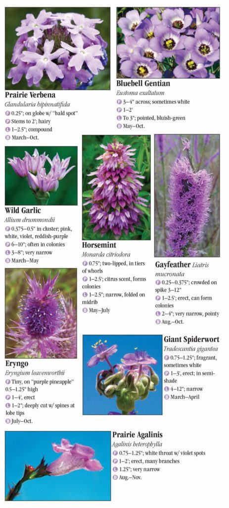 Wildflowers of Central Texas – Quick Reference Publishing