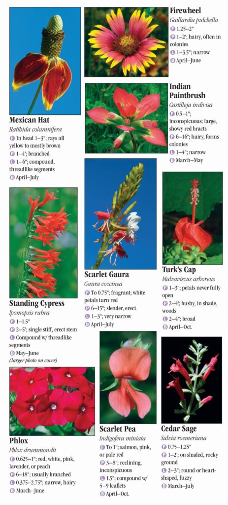 Wildflowers of Central Texas – Quick Reference Publishing