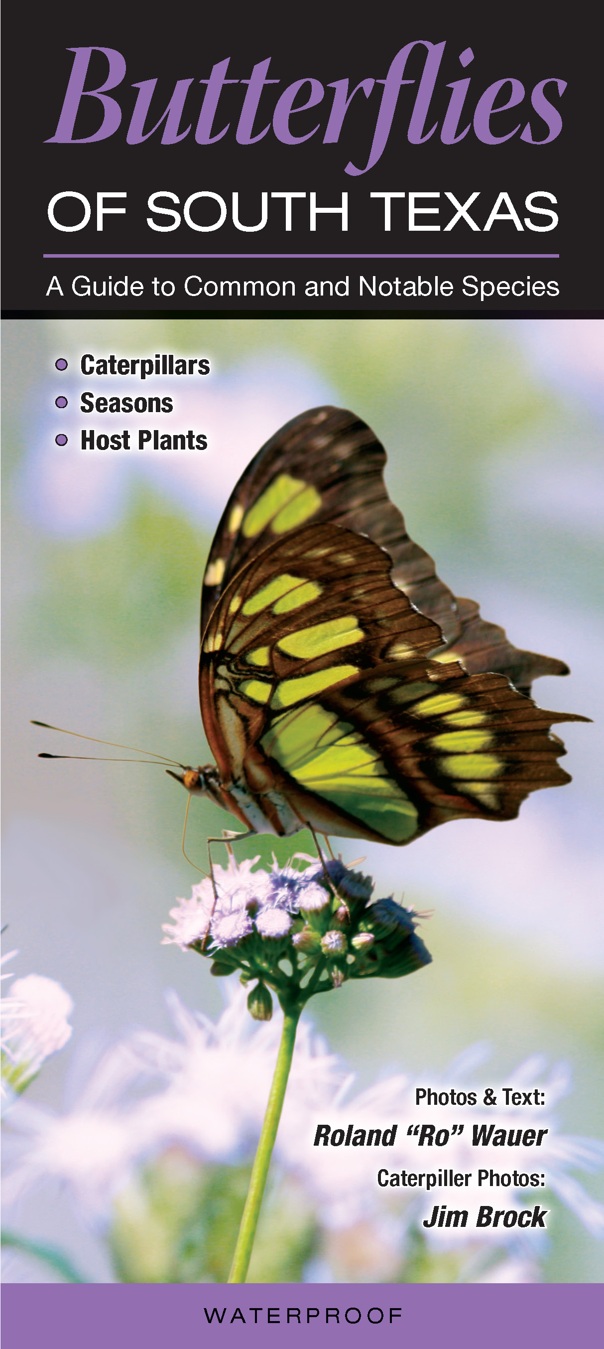 Butterflies Of South Texas Quick Reference Publishing - 