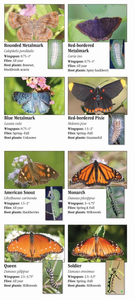 Butterflies of South Texas – Quick Reference Publishing