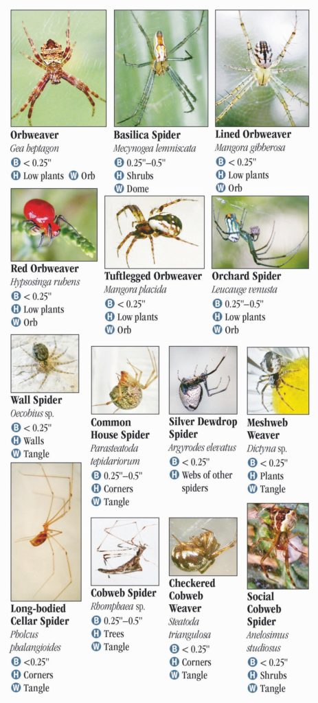 Spiders of Tennessee – Quick Reference Publishing