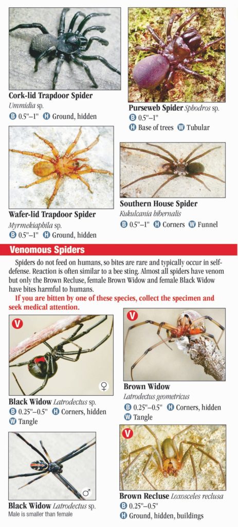 Spiders of Tennessee – Quick Reference Publishing