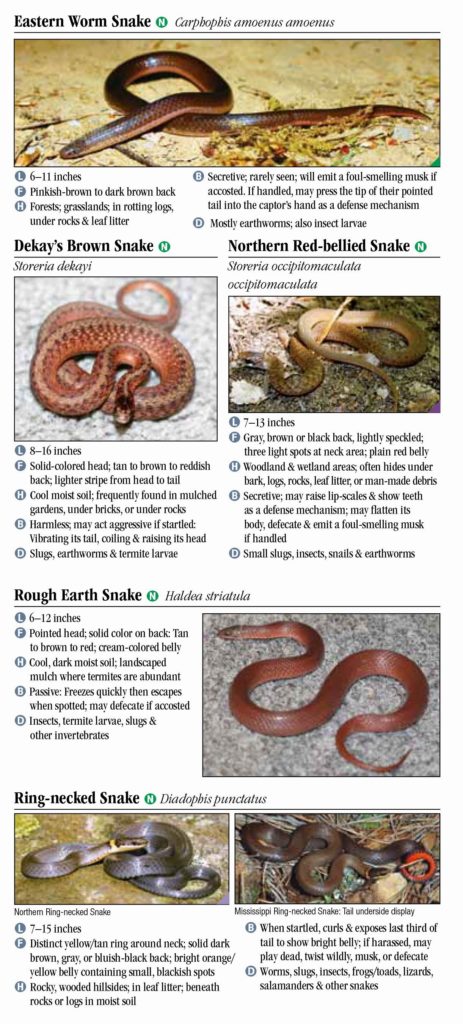 Snakes of Tennessee – Quick Reference Publishing