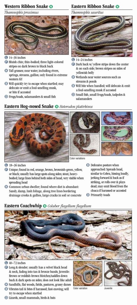 Snakes Of Tennessee – Quick Reference Publishing