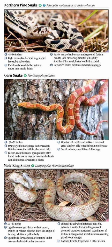 Snakes of Tennessee – Quick Reference Publishing