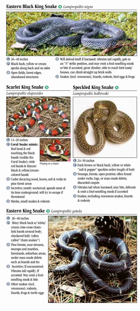 Snakes of Tennessee – Quick Reference Publishing