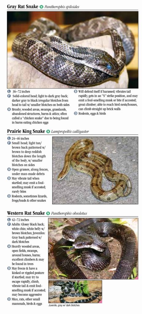 Snakes of Tennessee – Quick Reference Publishing