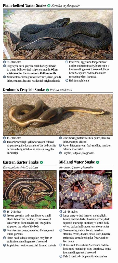 Snakes Of Tennessee – Quick Reference Publishing