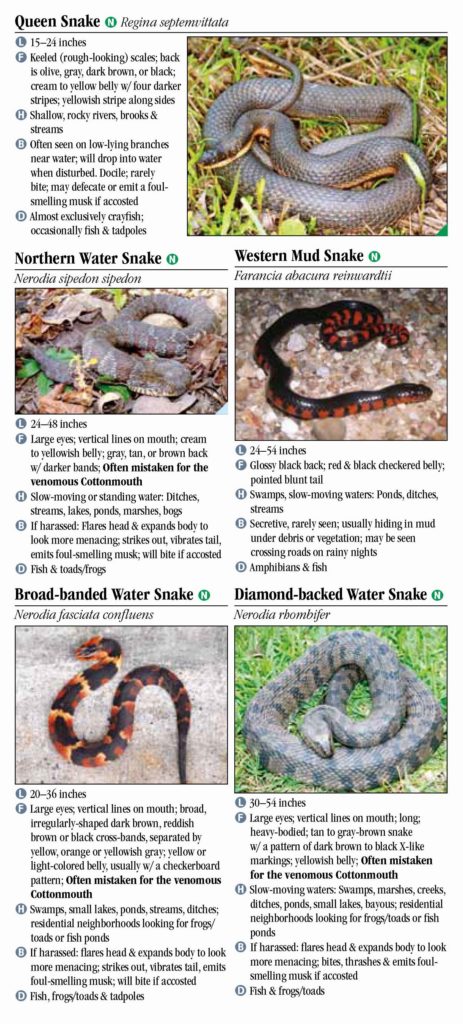 Snakes Of Tennessee – Quick Reference Publishing