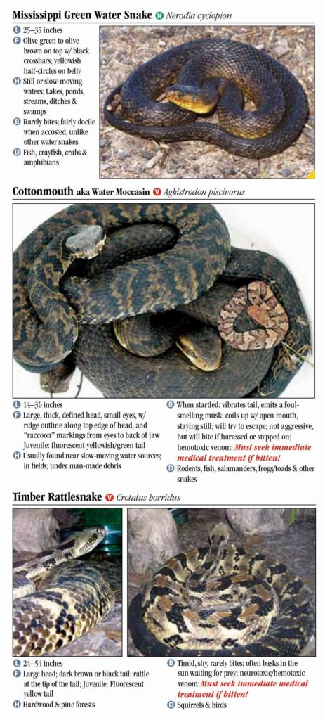 Snakes of Tennessee – Quick Reference Publishing