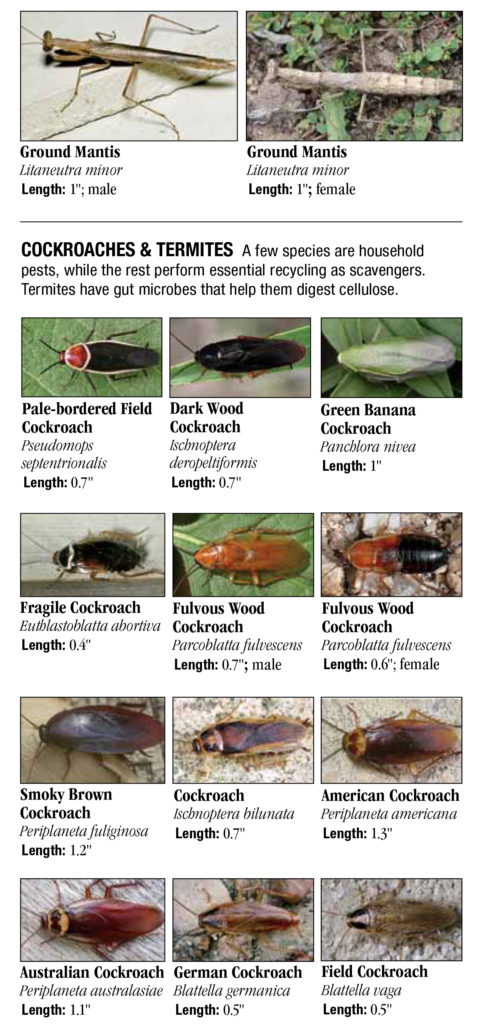 Unusual Insects of Texas – Quick Reference Publishing