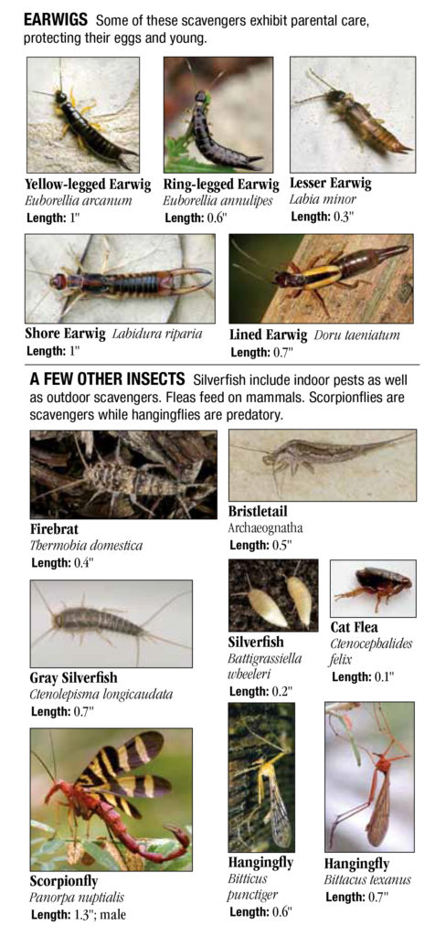 Unusual Insects of Texas – Quick Reference Publishing