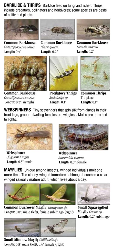 Unusual Insects of Texas – Quick Reference Publishing