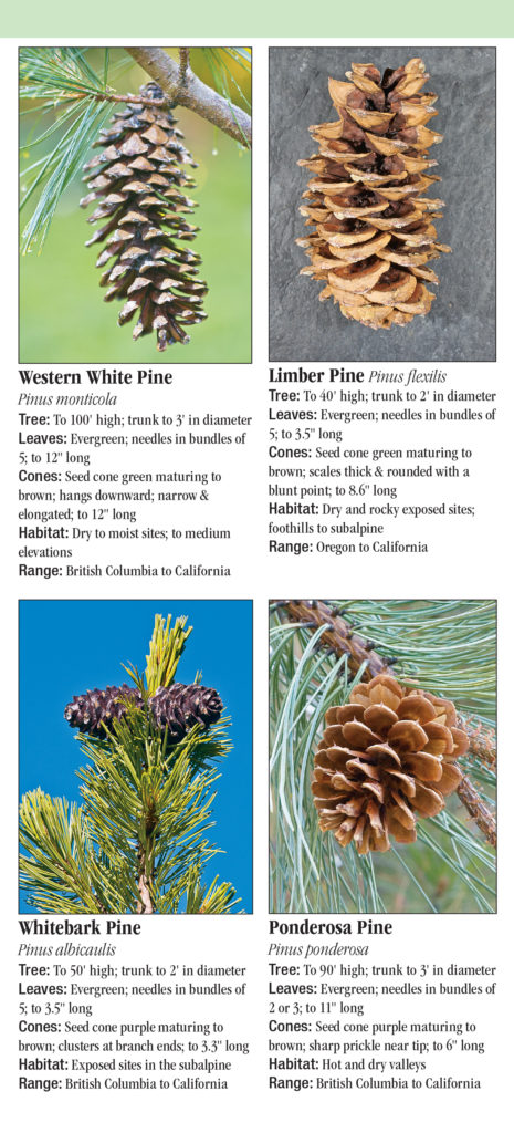 Trees of the Pacific Northwest – Quick Reference Publishing