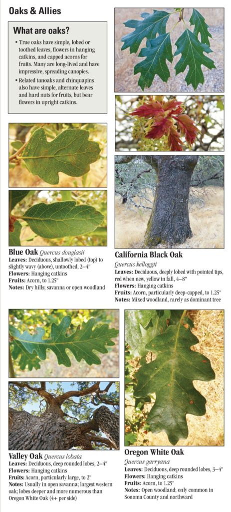 Trees of the San Francisco Bay Area – Quick Reference Publishing